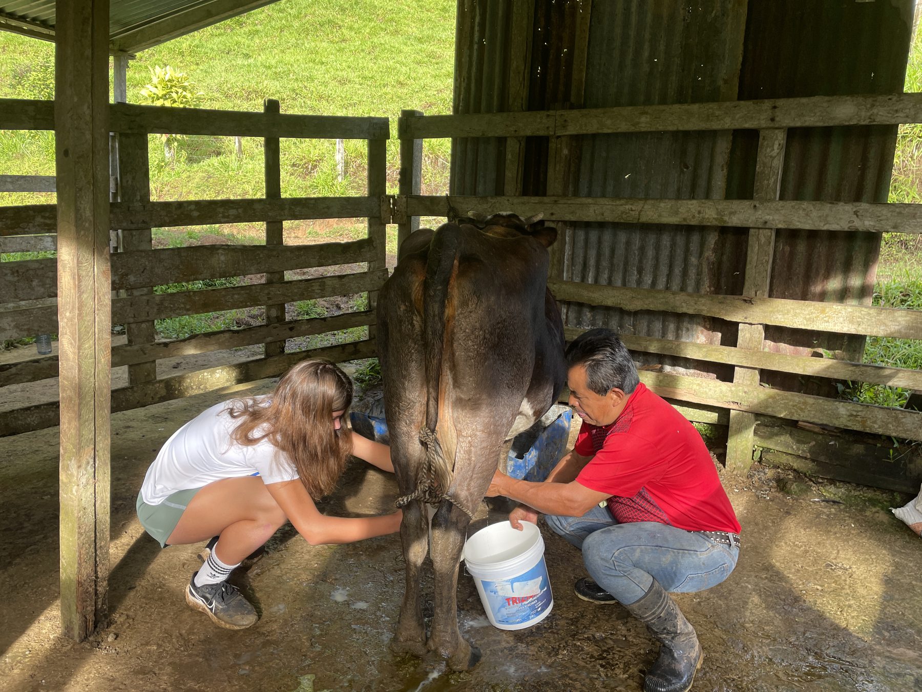 Milking a cow during a Costa Rica service trip