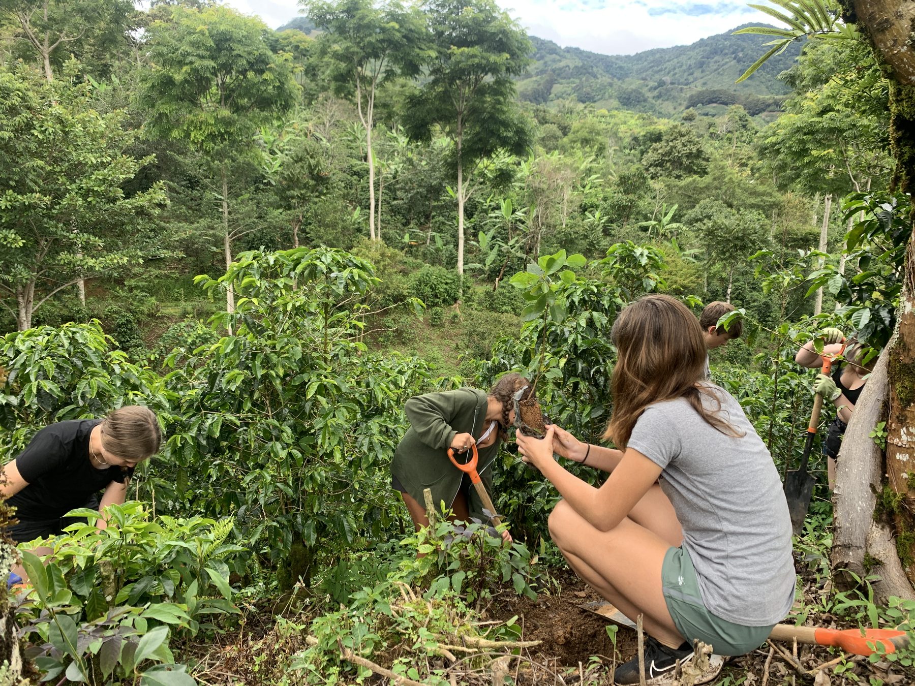 Planting saplings on a tropical hillside in Costa Rica