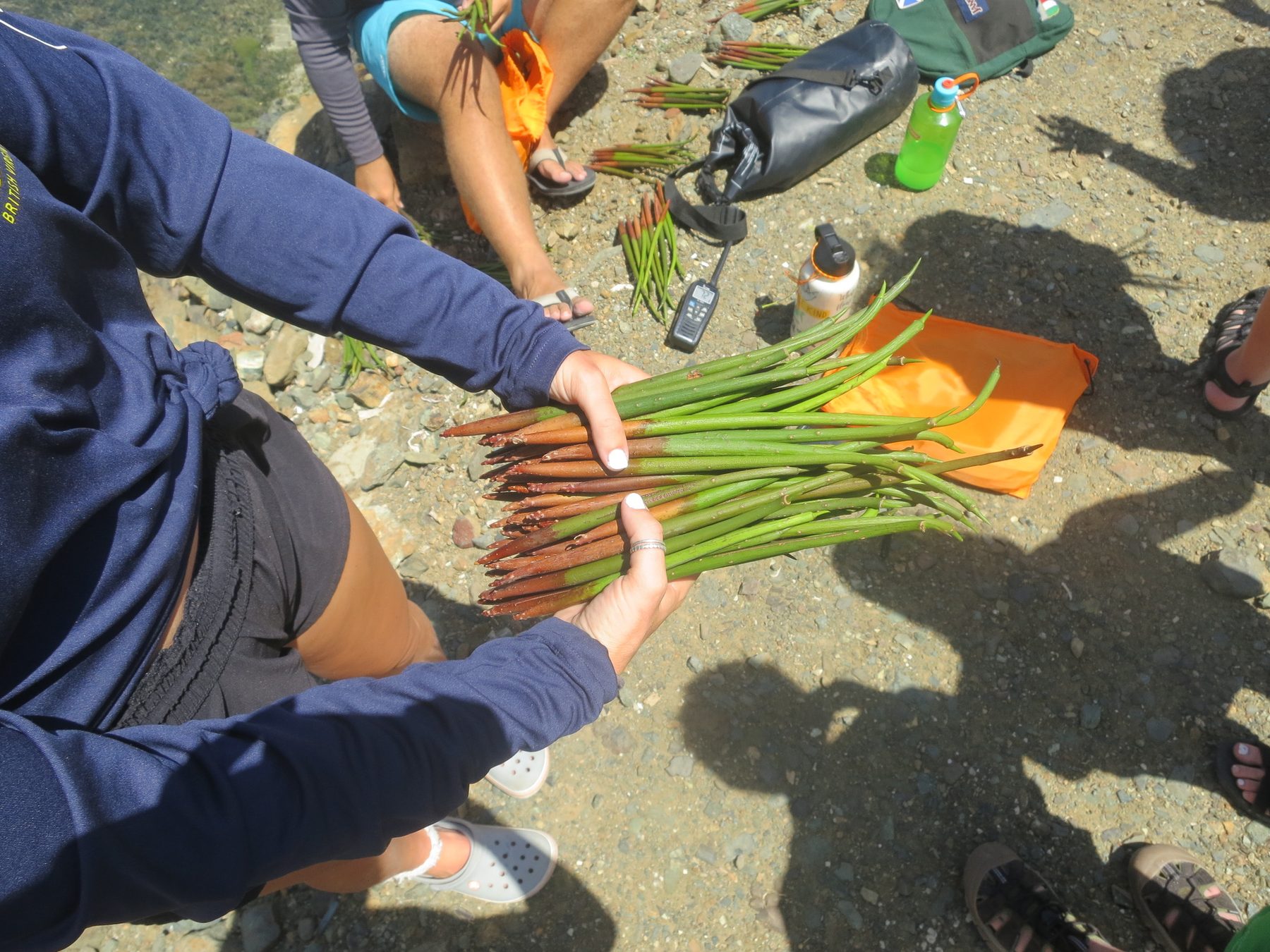 A bundle of mangrove propagules ready for planting