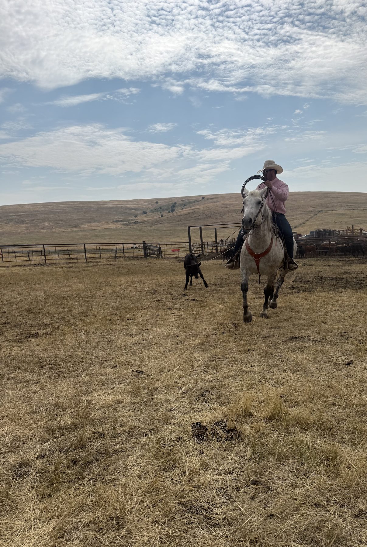 Roping a calf on horseback during branding