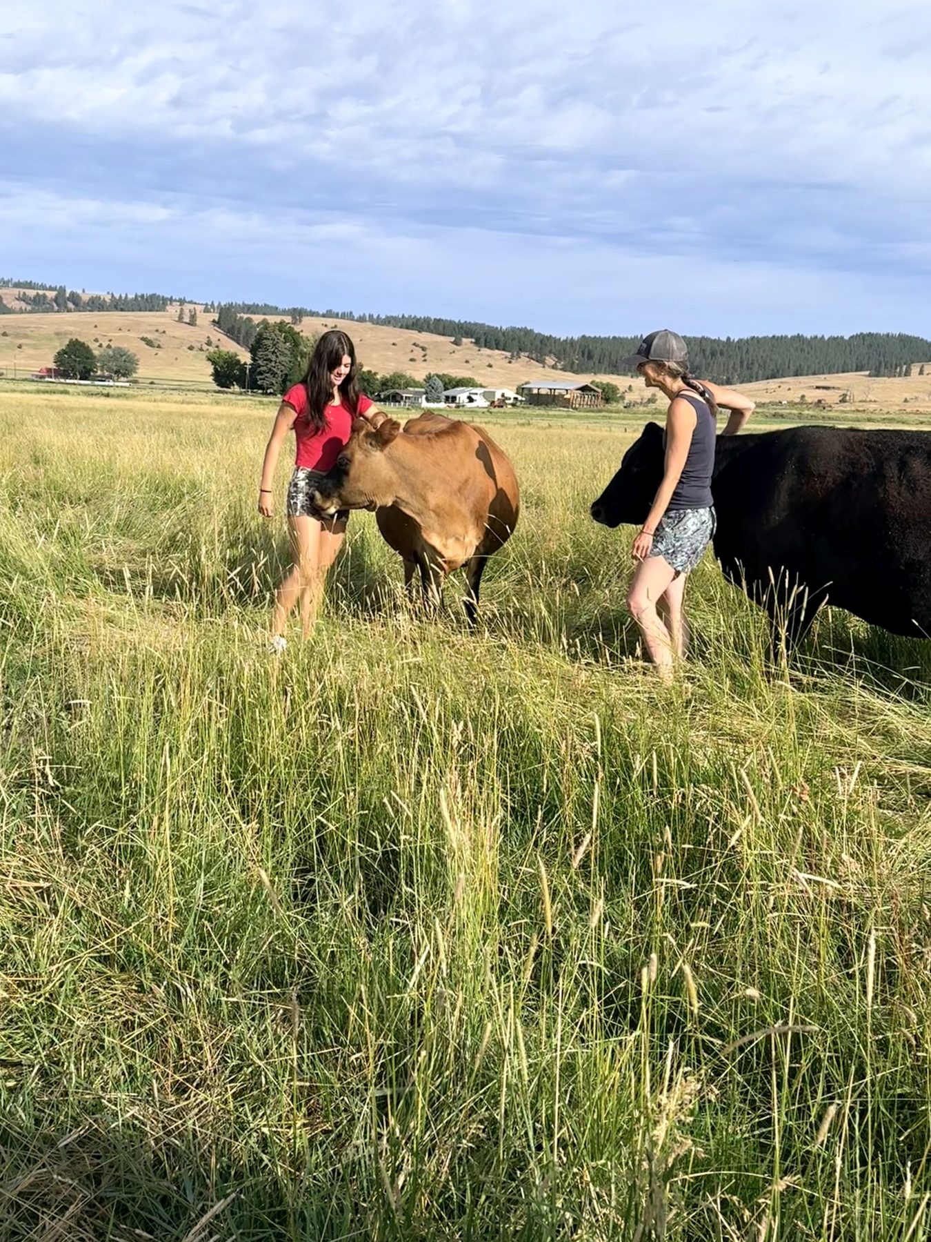 Stella with cattle in a Wallowa County pasture